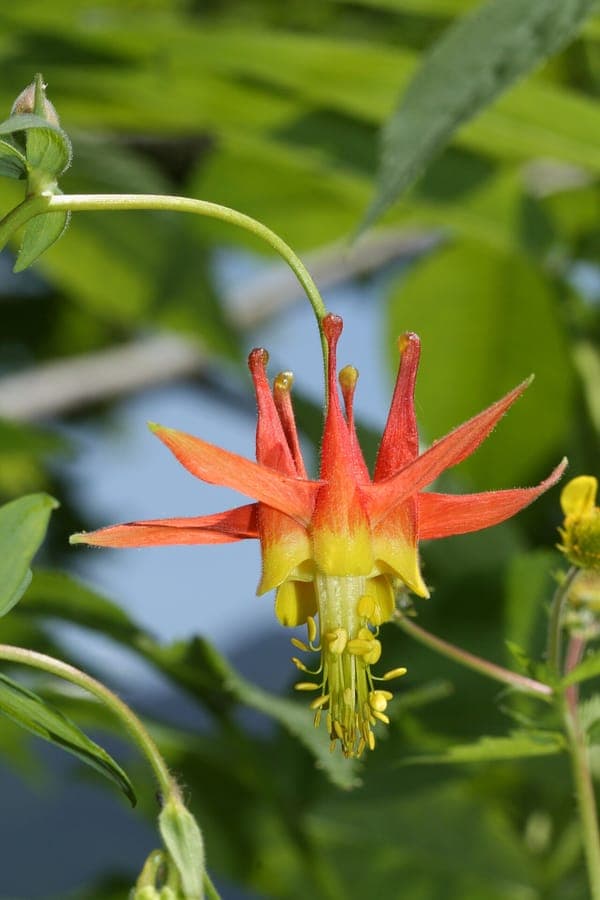 Western Columbine with red and yellow flowers