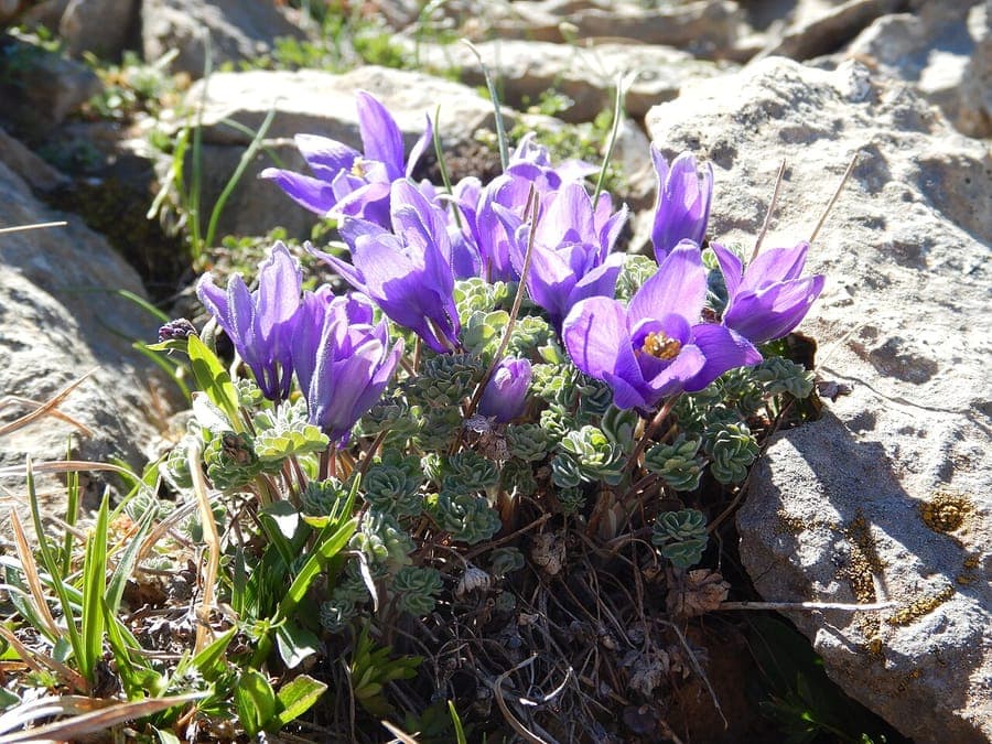 Aquilegia jonesii displaying small violet-blue flowers on mountainous terrain