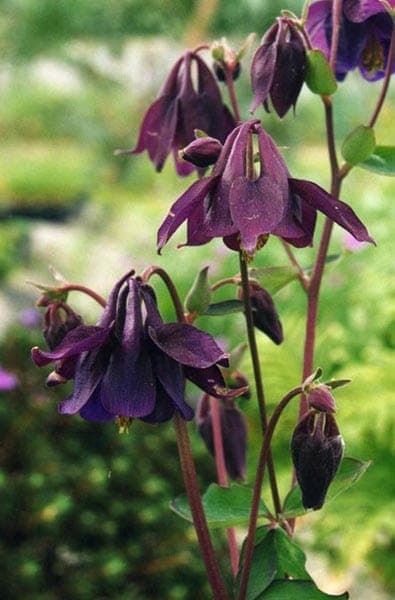 Aquilegia nigricans blue columbine flowers with spurs