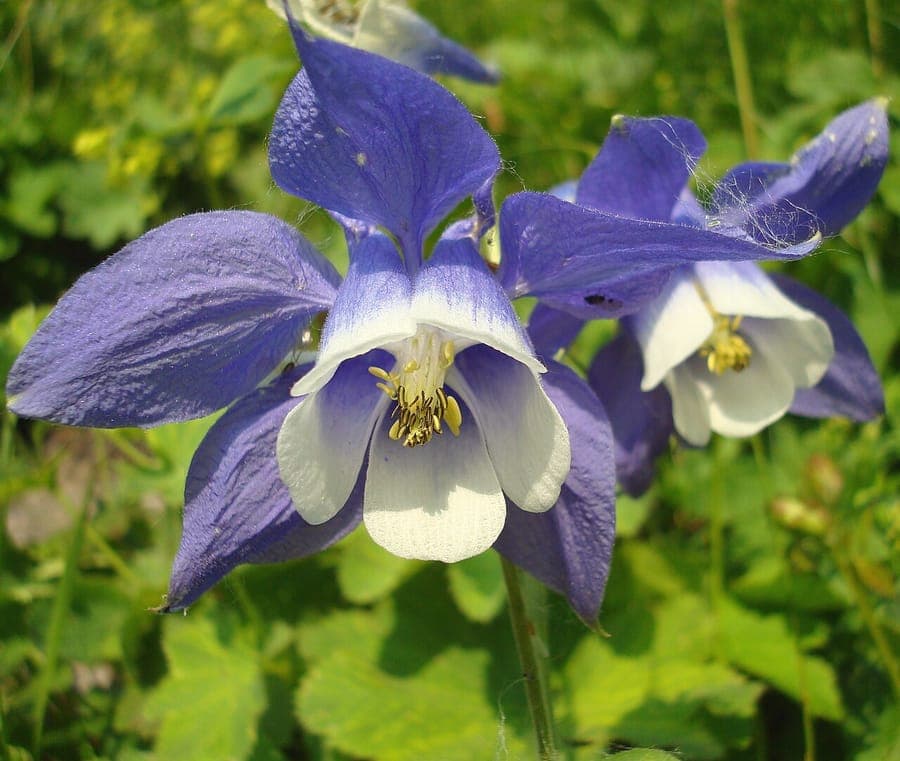 Olympic columbine with elegant blue flowers