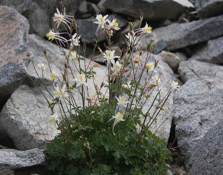 Sierra columbine with characteristic blue and yellow flowers in alpine mountain setting