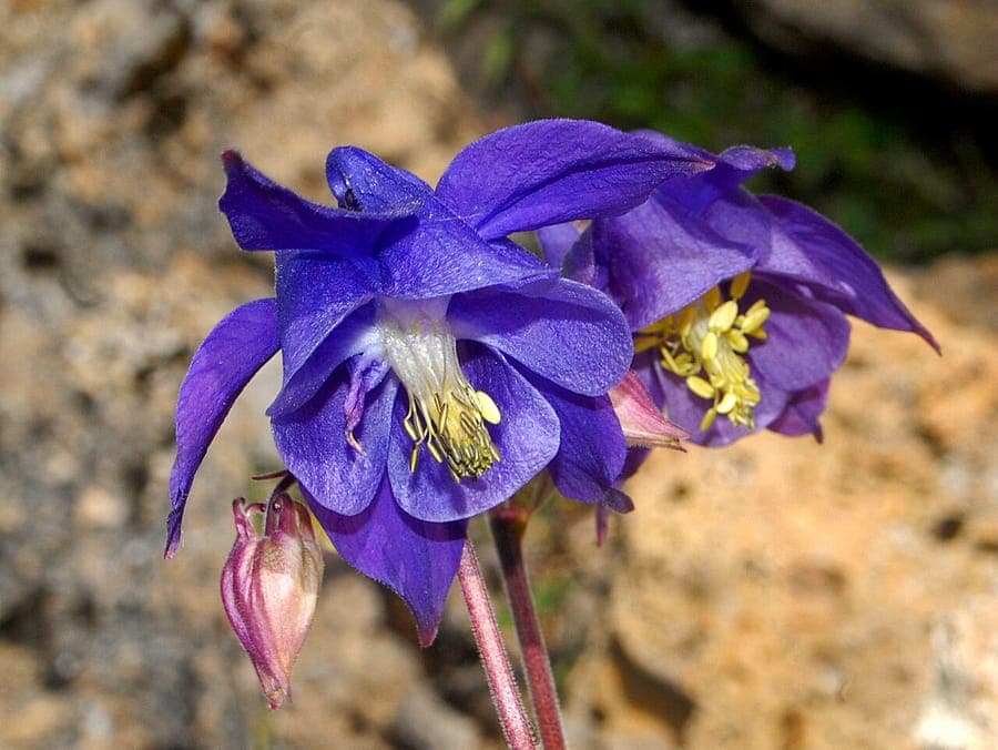 Aquilegia pyrenaica met blauwe bloemen in een natuurlijke tuinomgeving