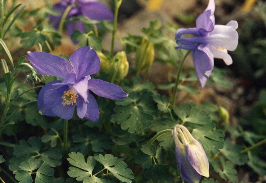 Aquilegia saximontana with blue-purple flowers