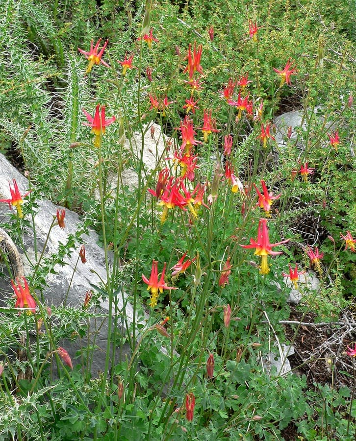 Aquilegia shockleyi western columbine red flowers