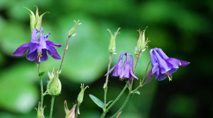 Aquilegia viscosa flower with blue petals