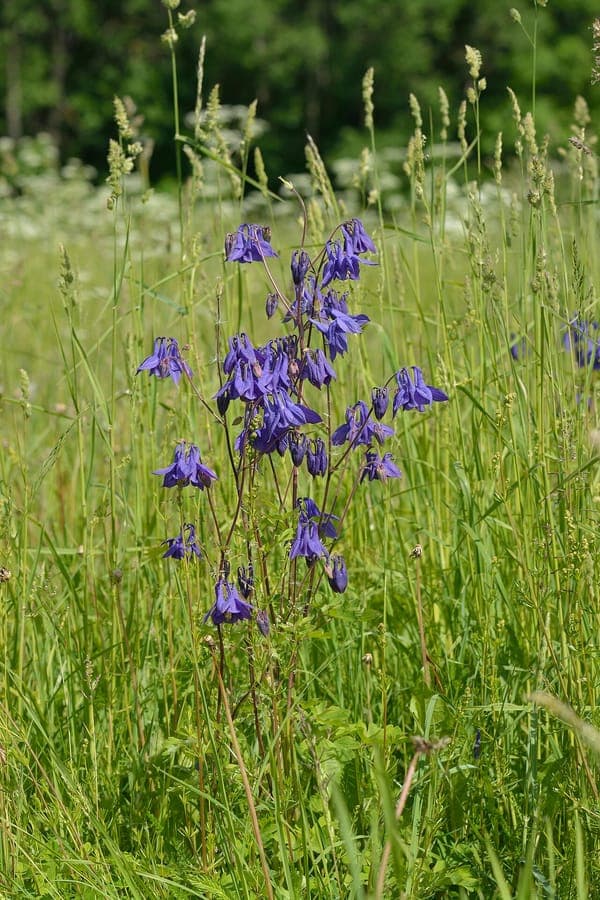 European columbine with blue flowers in a natural garden setting