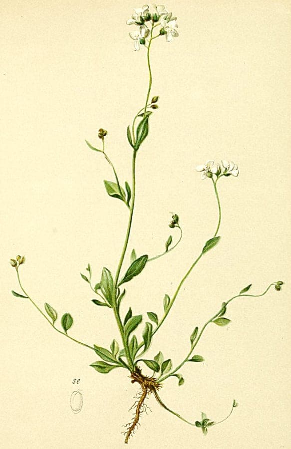 Arabidopsis halleri growing on rocky Alpine habitat displaying white flowers