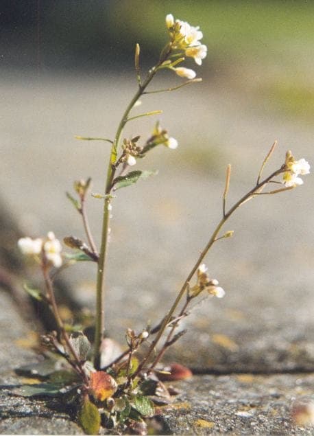 Arabette de Thalius en fleur dans un jardin ensoleillé