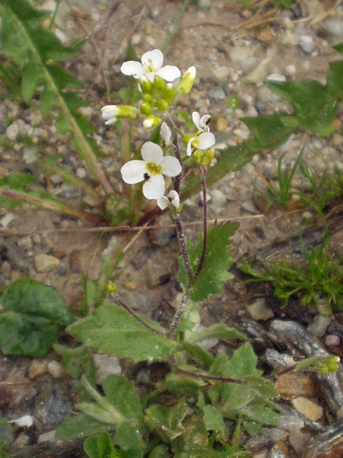 Arabis alpina with pure white flowers in spring
