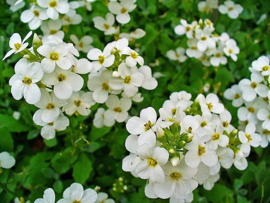 White-flowering Gray rockcress cascading over a stone wall in full bloom