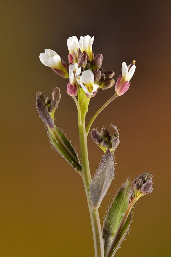 Hairy rockcress blooming profusely on a sunny rocky slope