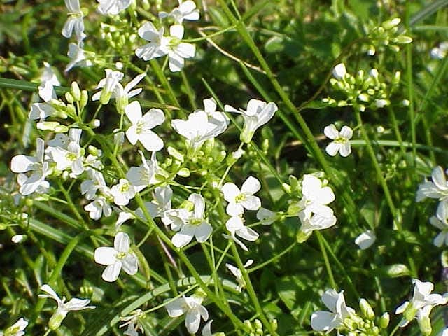 Arabis procurrens - running rockcress with small white spring flowers