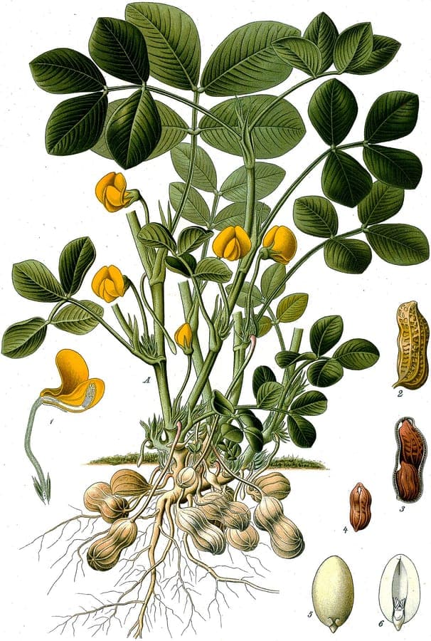 Peanut plants in full bloom with bright yellow flowers and low-growing green foliage