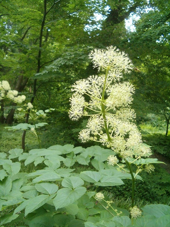 Udo plant with large heart-shaped leaves and fine structure