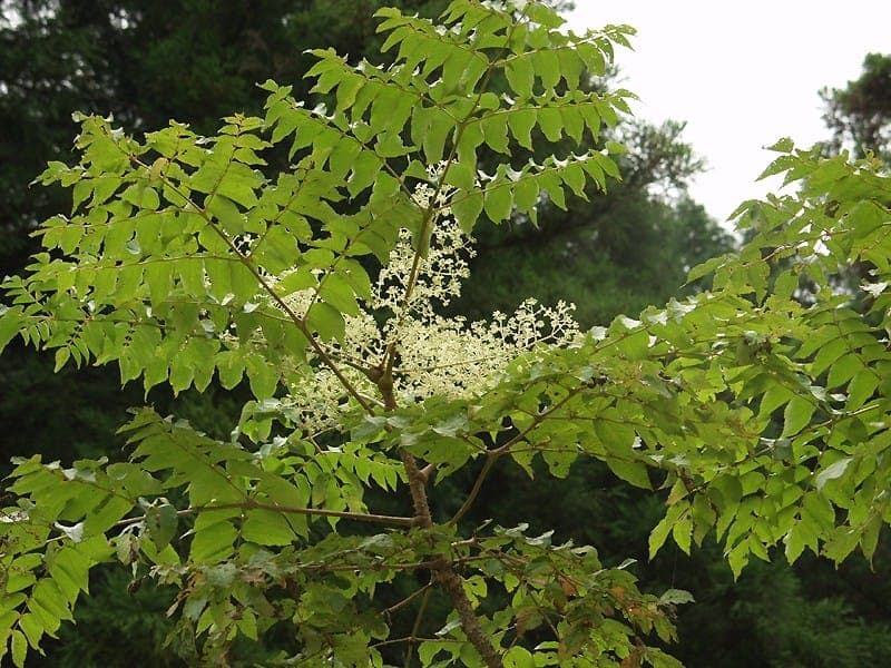 Japanese angelica tree in full summer growth with large compound leaves and creamy flower clusters
