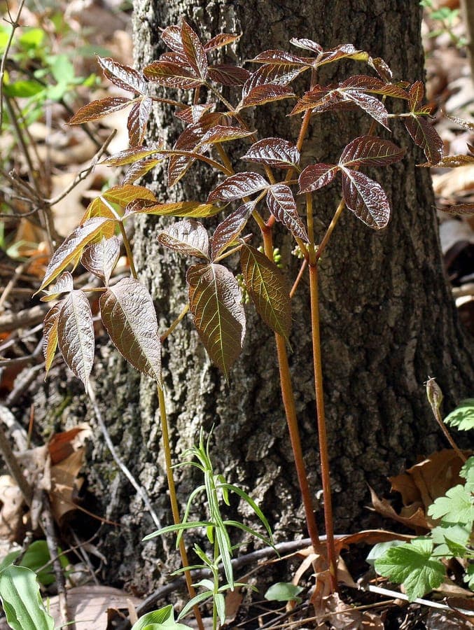 Fine foliage and red berries of Aralia nudicaulis Virginia-sarsaparilla