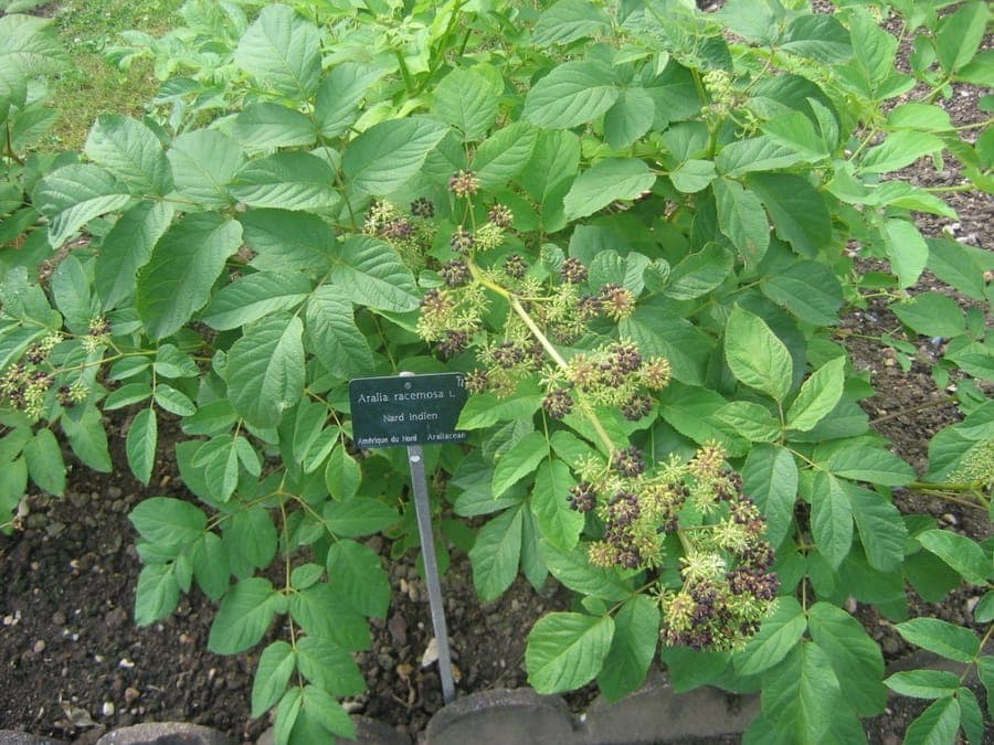 Aralia racemosa displaying delicate compound leaves and clusters of dark berries