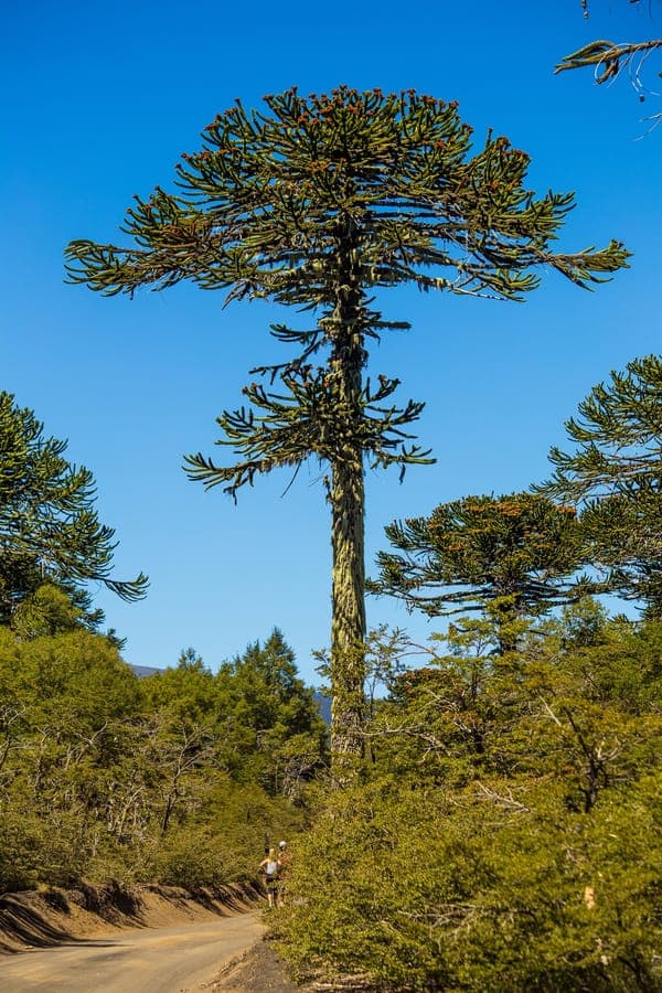Arbre Araucaria araucana avec ramification geometrique