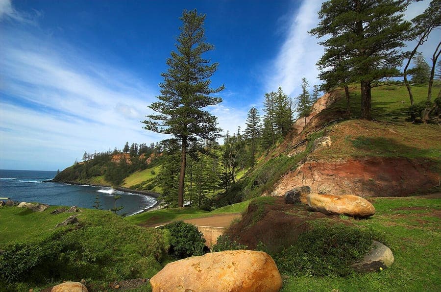 Norfolk Island Pine avec feuillage vert frais et symetrique