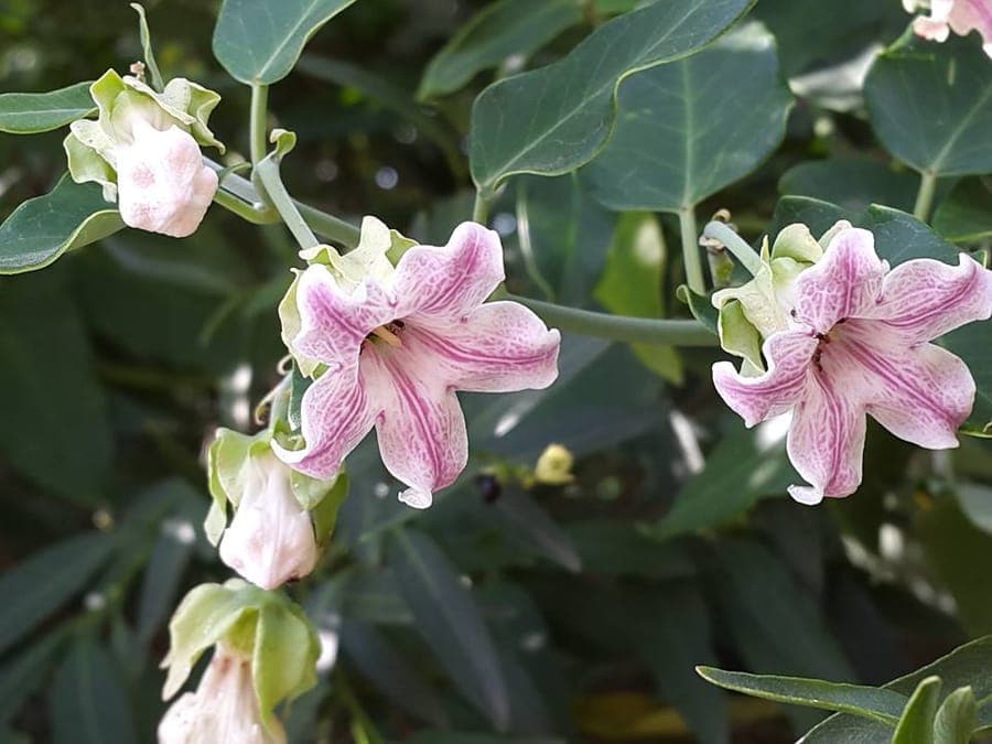 Araujia sericifera met witte, geswollen bloemen