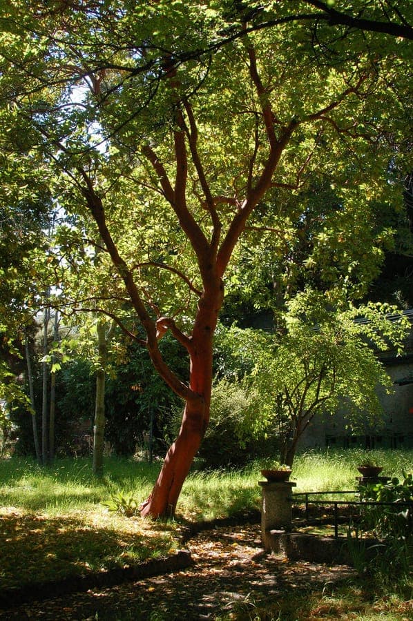 Greek strawberry tree with distinctive white bark