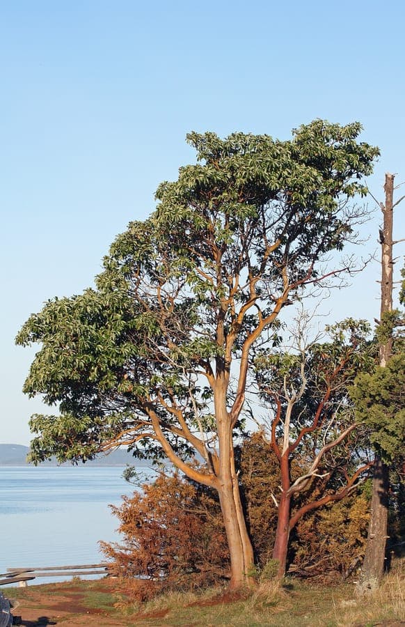 Pacific madrone displaying distinctive red exfoliating bark and persistent fruit