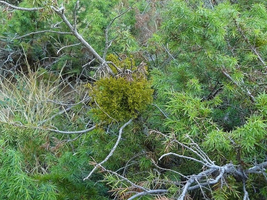 Arceuthobium oxycedri an einem Wacholderzweig mit kleinen gelben Blueten