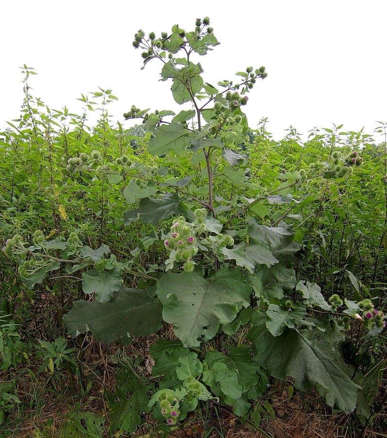 Große Klette (Arctium lappa) in voller Blüte, violette Blütenköpfe und große Blätter in einem natürlichen Gartensetting