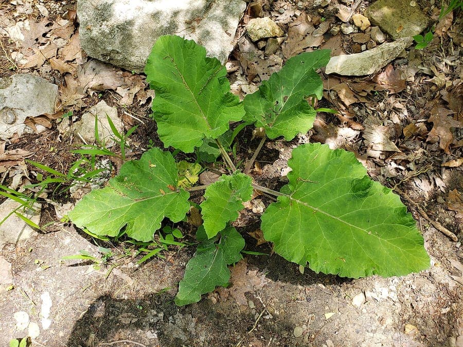 Common burdock with purple flower heads in a sunny, moist garden edge