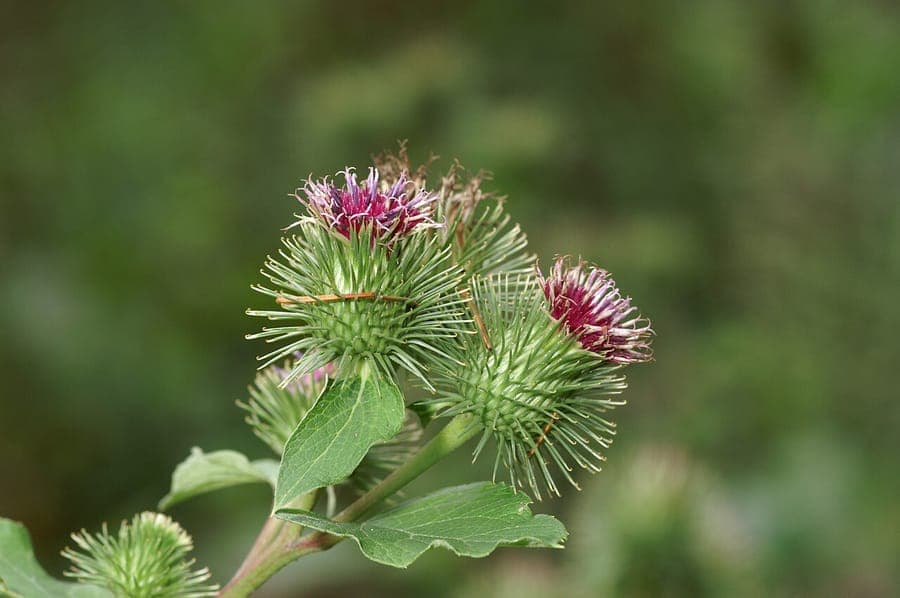 Wood burdock (Arctium nemorosum) flowering in late summer woodland edge