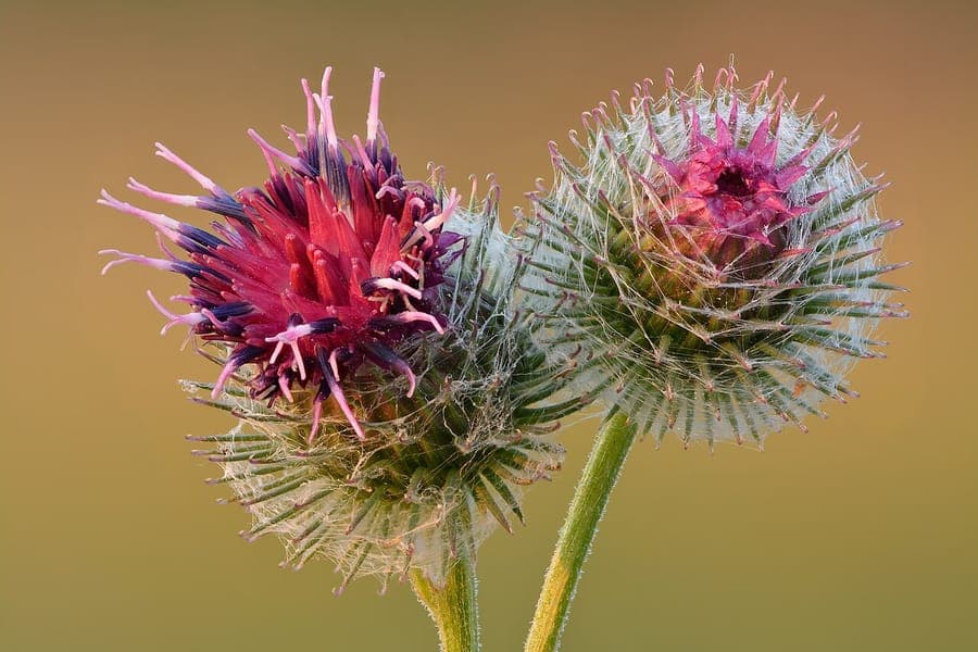 Filzige Klette in voller Blüte auf einer sonnigen Wiese mit violetten Blütenköpfen und filzigen Stängeln