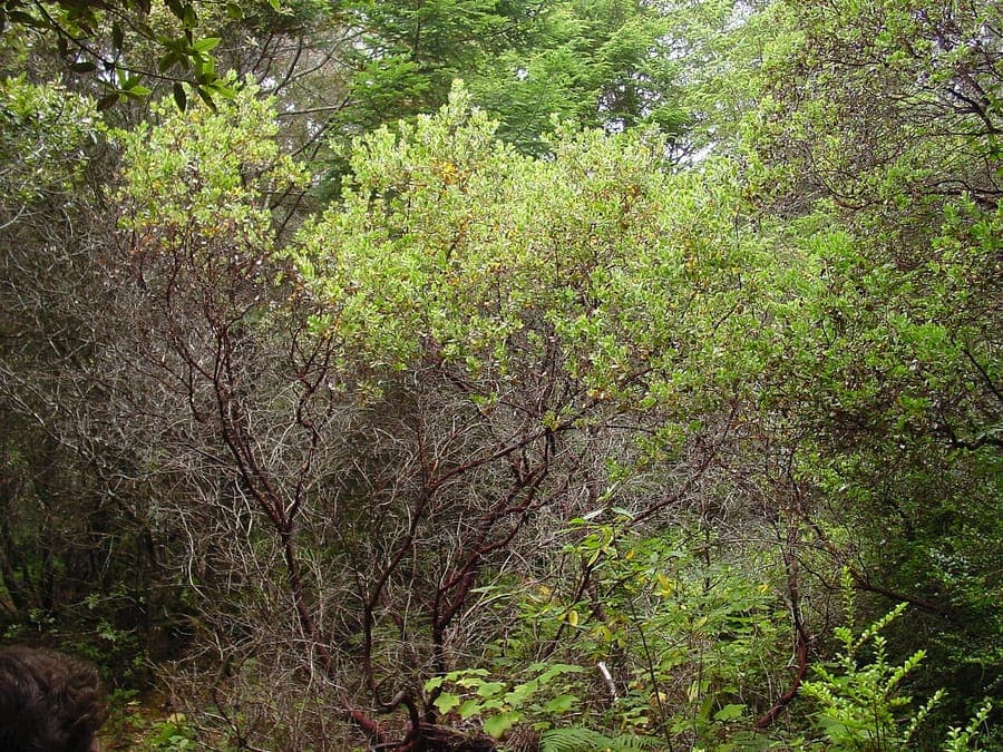 Arctostaphylos columbiana met witte bloemen en glanzend blad in een Pacifisch kustlandschap