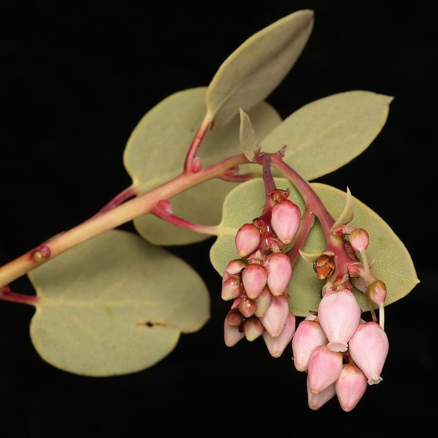 Arctostaphylos glauca showing smooth mahogany bark and glaucous blue-green leaves in California chaparral