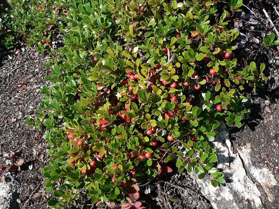 Bear-grape with glossy leaves and red berries creeping over rocky soil