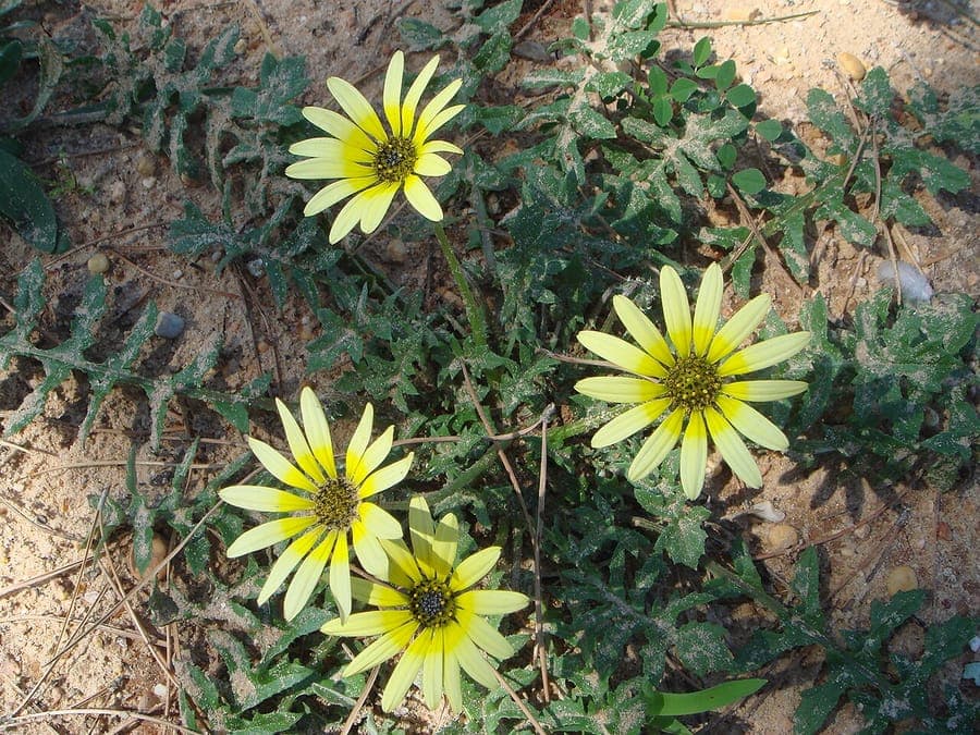Arctotheca calendula with yellow flowers