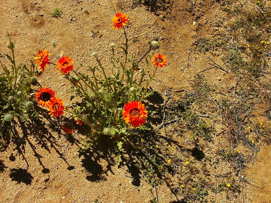 Orange and yellow flowers of Arctotis fastuosa