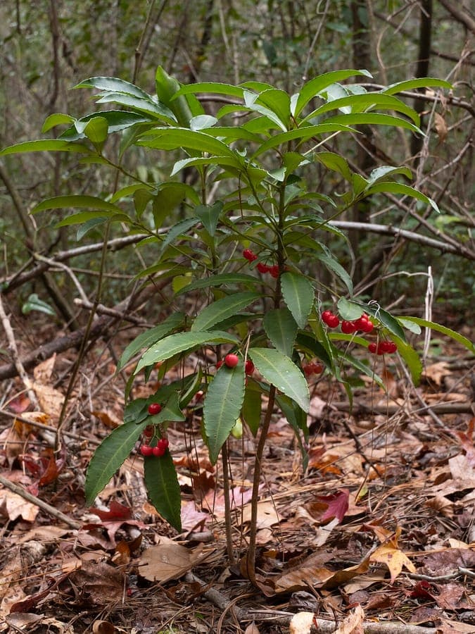 Ardisia crenata met karakteristieke rode bessenclusters en donkergroen loof