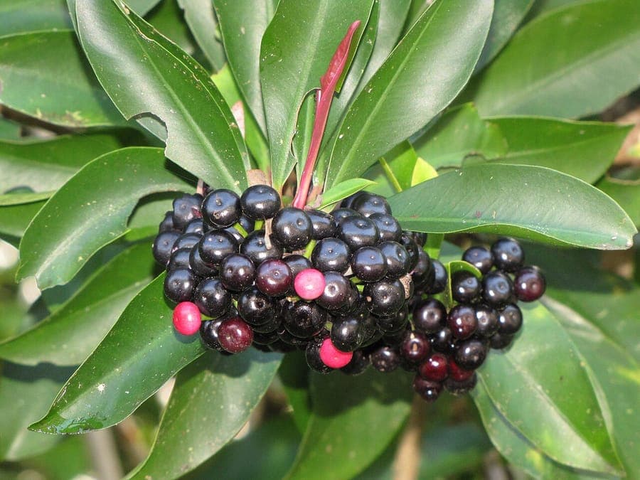 Ardisia elliptica plant with red berries