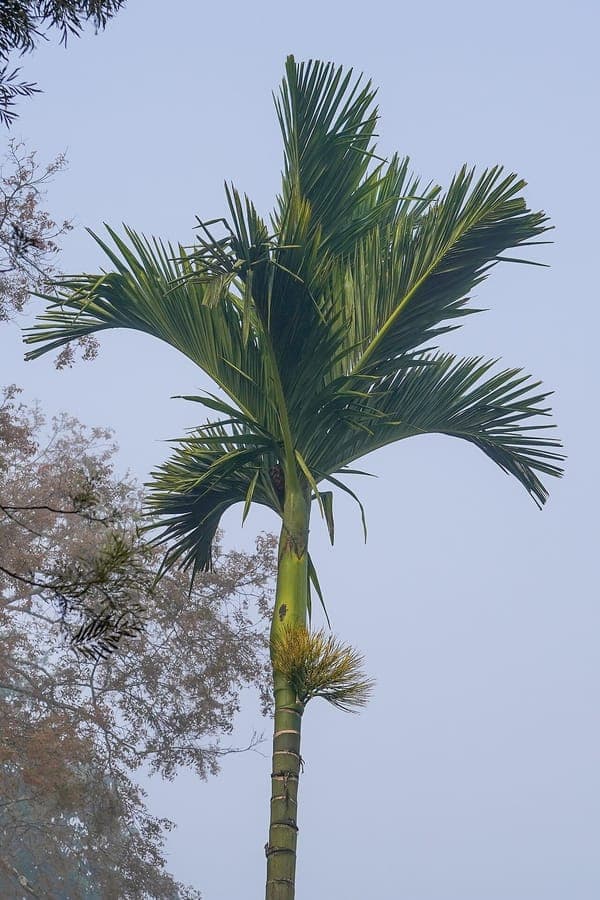 Areca Palm with feathery green fronds