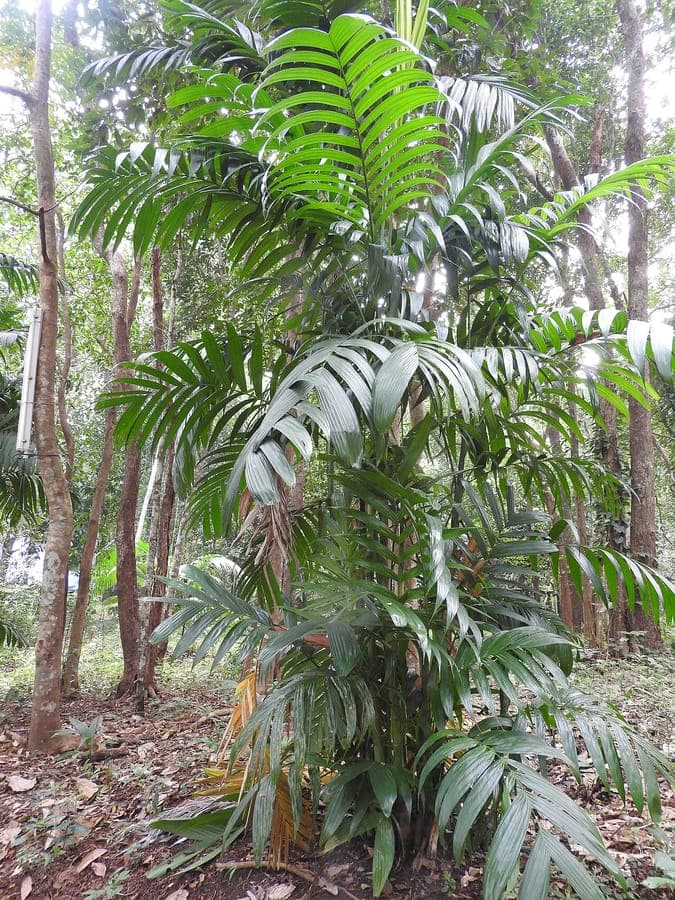 Areca triandra palm trees in their natural habitat