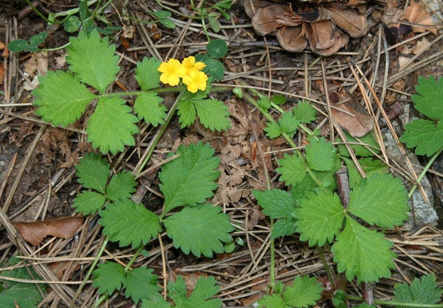 Aremony flowers and foliage