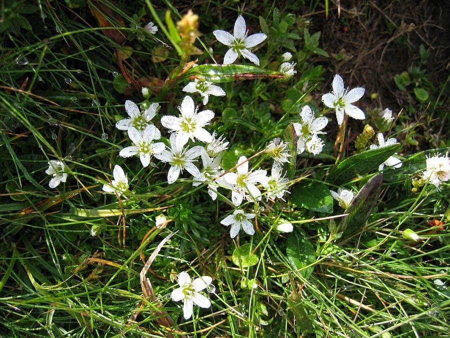 Arenaria ciliata met witte bloemen in alpine omgeving