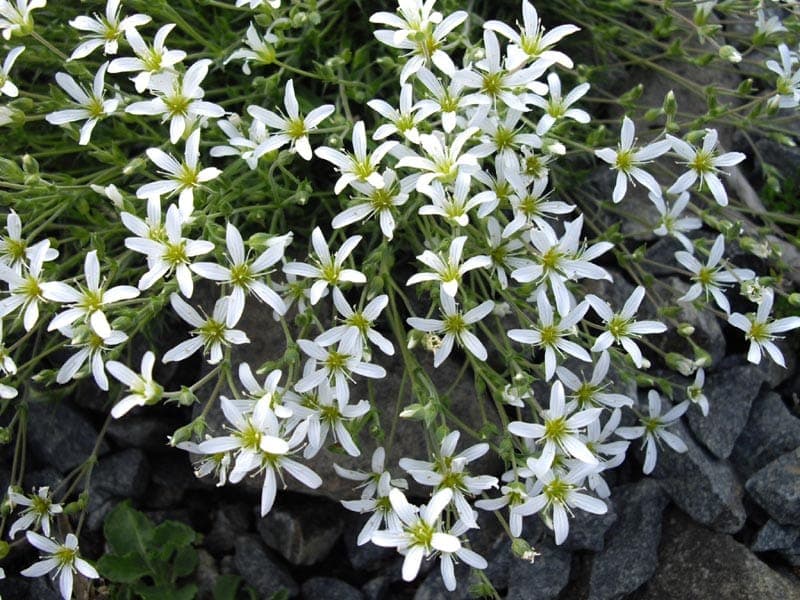Large-flowered sandwort displaying large white blooms