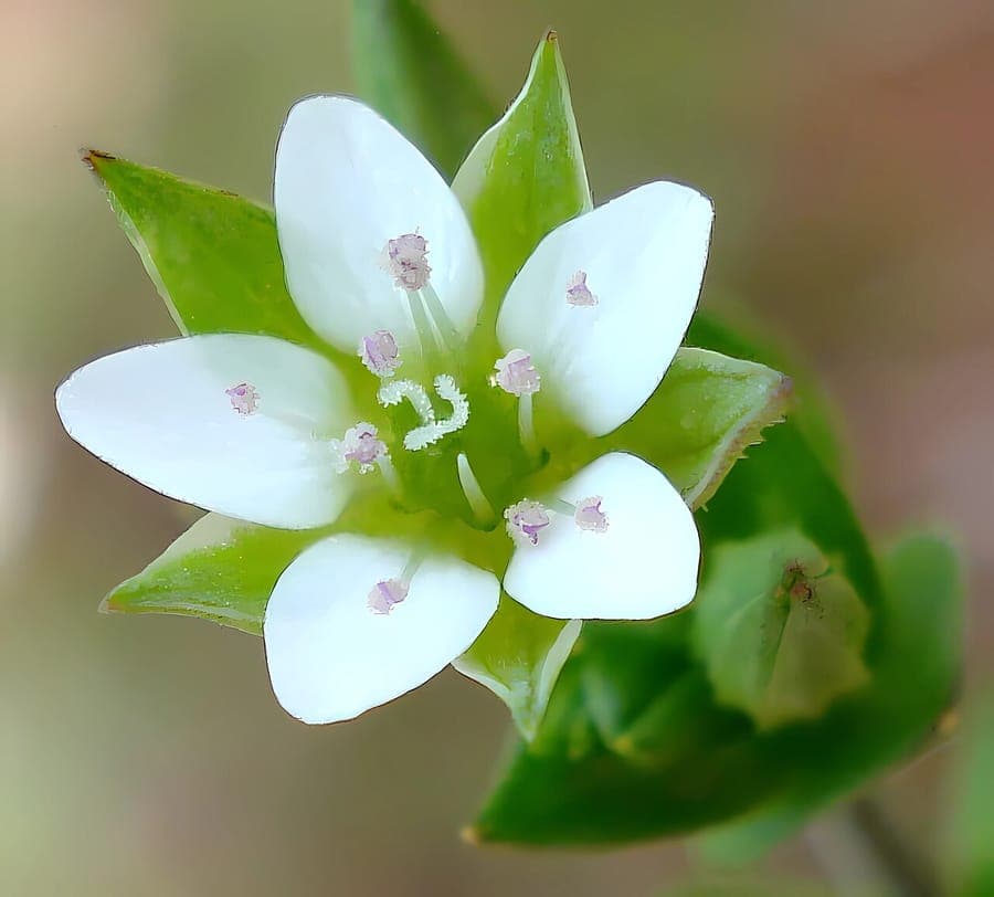 Sabline à feuilles de serpolet (Arenaria serpyllifolia) en fleur entre les pierres d'un mur sec