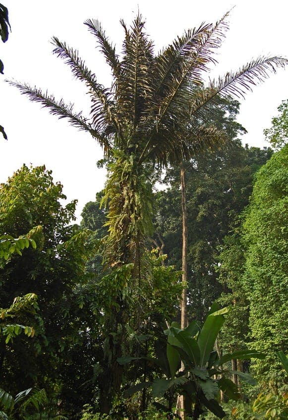 Arenga Palm in its natural state