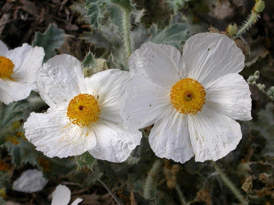 Argemone corymbosa met karakteristieke stekelige bladeren en witte bloemen