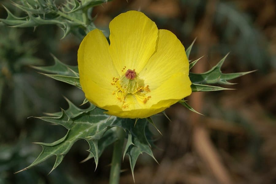 Argemone mexicana mit gelben Blüten und stacheligen Stängeln