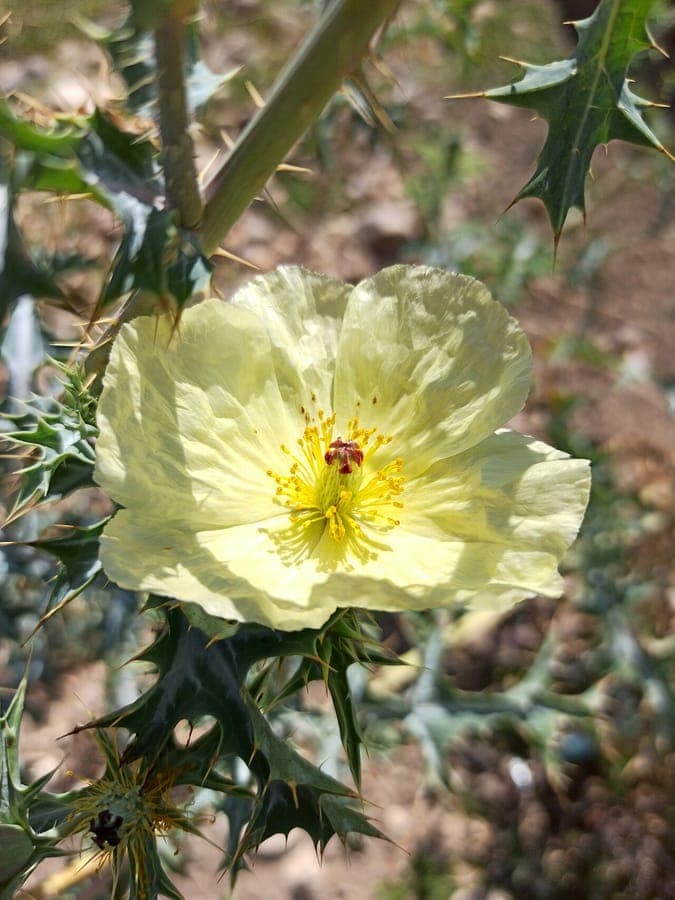 Pale Mexican-poppy displaying characteristic pale yellow flowers and spiny leaves