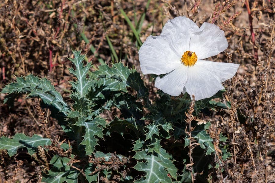Fleur blanche du pavot epineux (Argemone polyanthemos) avec etamines dorees