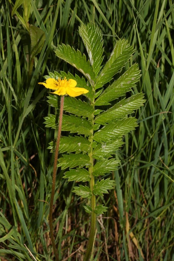 Potentille anserine (Argentina anserina) avec feuilles argentes et fleurs jaunes pres d'un ruisseau